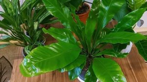 ??Теневыносливые комнатные растения. Хорошо растут при недостатке освещения.