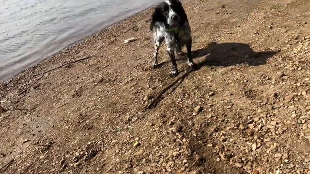 Утро Гуляю с собакой?варю кофе ☕️ смотреть онлайн