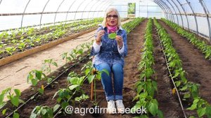 ВРЕДИТЕЛИ ПЕРЦА И БАКЛАЖАНА. КАК БОРОТЬСЯ? СОВЕТЫ ОКТЯБРИНЫ ГАНИЧКИНОЙ