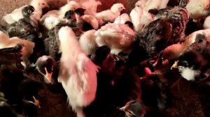 СУПЕР КУРЫ ДЛЯ ЯИЦ И МЯСА, КОТОРЫЕ ОЧЕНЬ БЫСТРО РАСТУТ. ПОПОЛНЕНИЕ В НАШЕМ ХОЗЯЙСТВЕ. ОБЗОР ПТИЦ