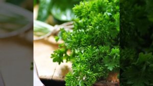 ИСЦЕЛЯЮЩИЕ СВОЙСТВА ПЕТРУШКИ.ЧТО СКРЫТО В ЭТОЙ ЗЕЛЕНИ.РЕЦЕПТ СОУСА ИЗ ПЕТРУШКИ.