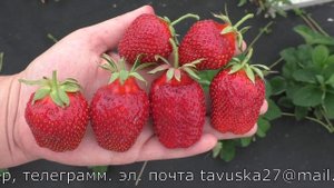 ТАГО клубника позднего срока созревания