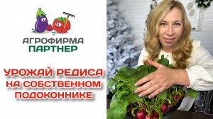 Урожай редиса на собственном подоконнике