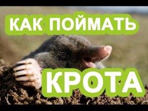 Как поймать крота. Эффективный метод избавиться от кротов
