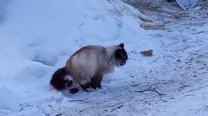 Кот срёт на морозе в -24/какающий кот/кот какает/приколы с животными