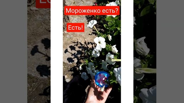 Смешные котики и иные# shorts #забавныеживотные
