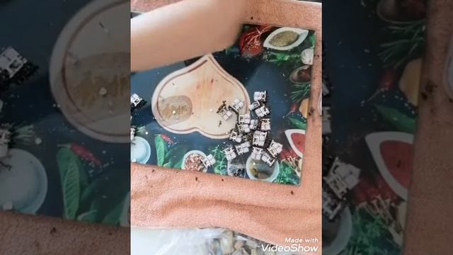 Как разобрать реле Рэс 48А   201,213 1988г , извлечение чистых  золотых контактов 999