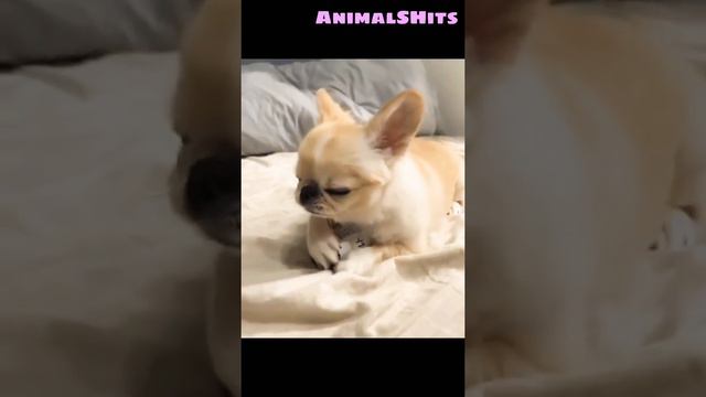 Самая Злая Собака 👿 Смешные Приколы 😁 2022 #chihuahua #злаясобака #angrydog