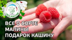 Сорт малины Подарок Кашину.  Ремонтантная малина Подарок Кашину, описание и особенности сорта.