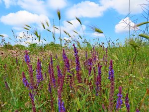 Кукушка кукует. Бабочка летает. Цветет разнотравье.