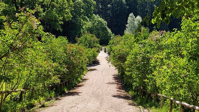 Павловский парк. Павловск, Санкт-Петербург смотреть онлайн