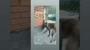 Куда пропала Ирина Бердикова | Плановая пародирует Карину Кутюр