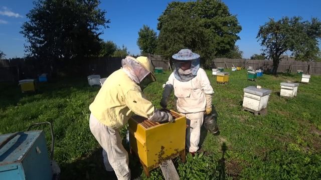 Ревизия семей осенью. Формирование гнезда. Лечение от клеща. смотреть онлайн