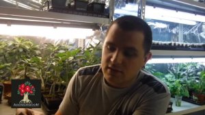 Популярные вопросы о выращивании адениумов и плюмерий из семян.