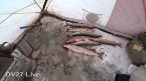 Рыбалка на резинку зимой // Улов радует