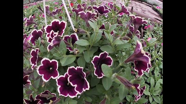 МАЛЕНЬКИЕ ХИТРОСТИ ДЛЯ УЛУЧШЕНИЯ ПРОДАЖ ЦВЕТОЧНОЙ РАССАДЫ