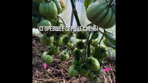 Дегустация томатов. Сезон 2023. 19 сортов часть N 1