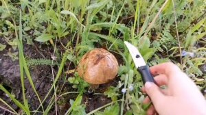 Нашли ОГРОМНЫЕ ГРИБЫ ? Свинушка толстая / Майская рядовка / Подберезовик