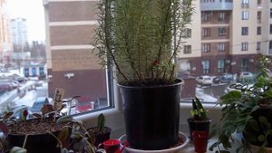 РОЗМАРИН пряное растение   Вся ПРАВДА о РОЗМАРИНЕ