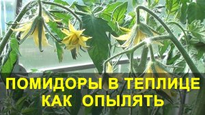 Помидоры в Теплице как Опылять и что Делать если нет Завязи