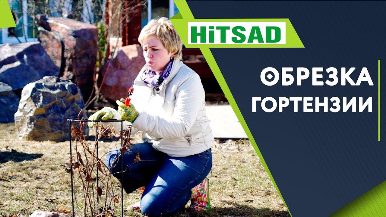 Правильная Обрезка Метельчатой Гортензии на Цветение Весной смотреть онлайн