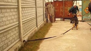 Учим немецкую овчарку Гарон охранять себя