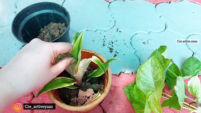 Malayalam gardening |Syngonium &Cryptanthus|Easy growing indoor &outdoor plants|Plant growing tips