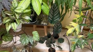 Джунгли в квартире. Обзор Растений . Часть 2.