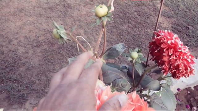 338🌿🥀 Best Winter flower डेलिया ,पापुलर, केयर टिप्सDahlia grow n care tips 4 bigger flowers смотреть онлайн