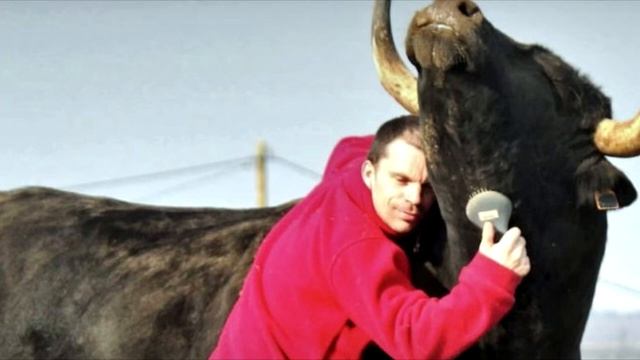 Мужчина спас быка от корриды, но то, что потом сделал бык всех напугало! смотреть онлайн