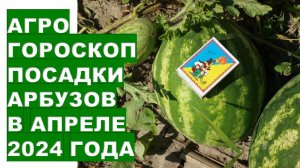 Агрогороскоп посадки арбузов в апреле 2024 года Agrohoroscope for planting watermelons in April 2024