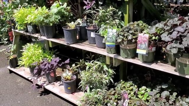 Why I Keep Wanting to Buy Yet Another Scindapsus Pictus Exotica смотреть онлайн