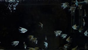 Скалярия голубая, дымчатая, леопард.