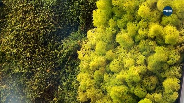 Вертикальное озеленение
