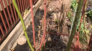 ОПОРЫ для плетистых роз❗️плюсы и минусы ❗️