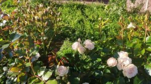 Розы в Подмосковье. Роза-спрей WHITE PINK. Ответы на вопросы и пожелания.