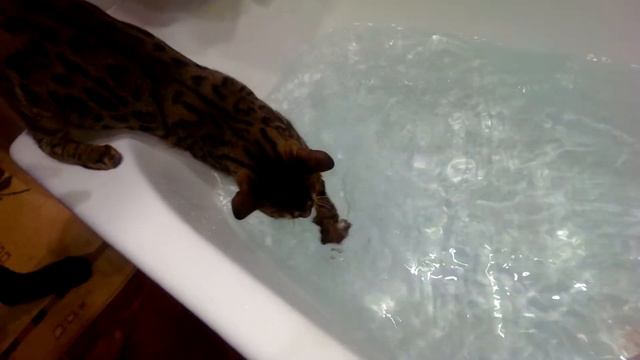 Бенгальский кот купает ребенка смотреть онлайн