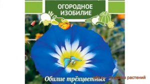 Вьюнок обыкновенный Голубчик (golubchik) ? вьюнок Голубчик обзор: как сажать семена вьюнока Голубчи