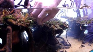 Как приклеить мхи на коряги. Посадка растений.