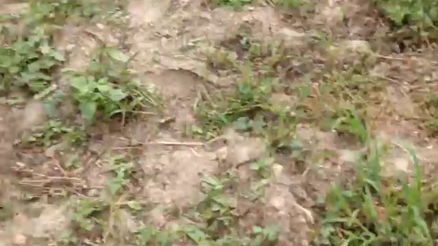 Яблоня Коваленковское и Алыча Комета смотреть онлайн