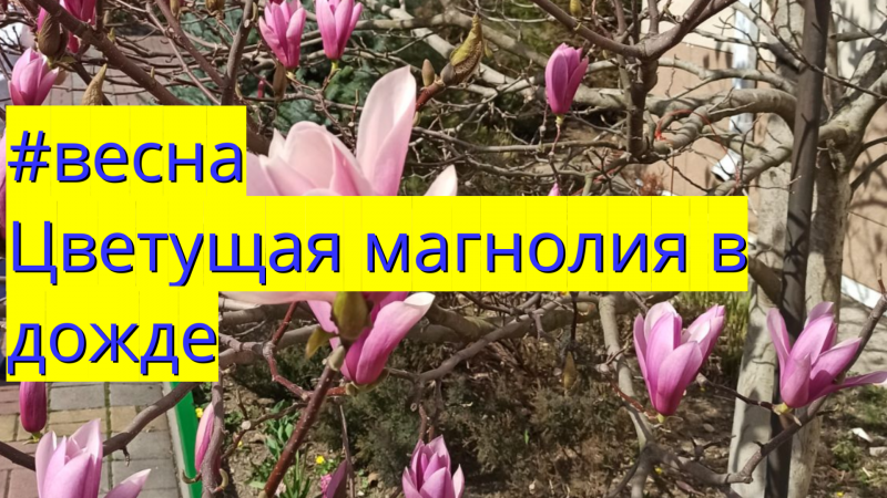 #весна Цветущая магнолия в дожде