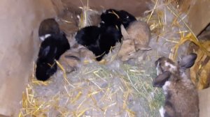 Кролики Французский баран! 2 Подросли!)