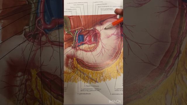 Ішастардың жүру жолы Құрсақ қуысының жоғарғы және төменгі қаббатарының топ /анатомиясы 2-бөлім смотреть онлайн