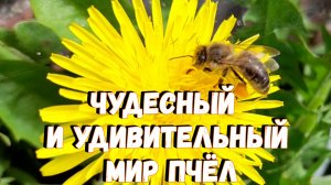 Чудесный и удивительный мир пчёл / Красота природы / Пчёлы весной