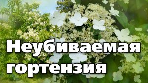 Гортензия Бретшнейдера. Отлично зимует, некапризная, обильно цветет