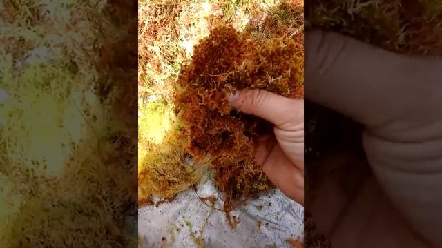 Мох сфагнум собираем самостоятельно