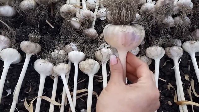 ЧЕСНОК ОГРОМНЫЙ! ЧТО ДЕЛАТЬ, ЧТОБЫ ДОБИТЬСЯ ТАКОГО РЕЗУЛЬТАТА? ПОДГОТОВКА ЧЕСНОКА К ХРАНЕНИЮ! смотреть онлайн