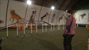 Обучение слалому методом коридора. Бордер колли Чили (Flyland Nata Vincere)