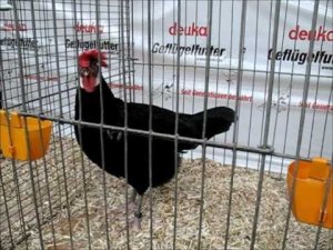 92-й Чемпионат Германии. Куры. Часть1