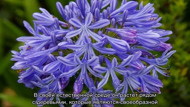 Агапантус: посадка и уход в открытом грунте смотреть онлайн